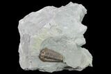 Flexicalymene Trilobite - Mt Orab, Ohio #165362-1